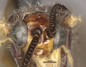 Media type: image;   Entomology 1670 Aspect: head frontal view
